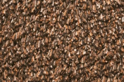 Natuflex Droogloopmat - 100x60cm - Donker Bruin - Deurmat -Huisdecoratie natuflex droogloopmat donker bruin deurmat 3 1